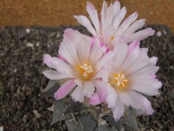 Ariocarpus furfuraceus 11 cm - 12409294