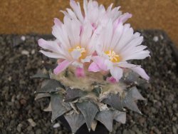 Ariocarpus furfuraceus 11 cm