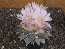 Ariocarpus furfuraceus 11 cm - 12409296