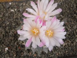 Ariocarpus furfuraceus 11 cm - 12409298