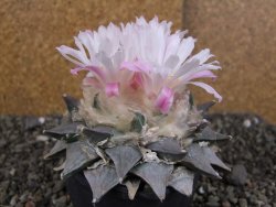 Ariocarpus furfuraceus 11 cm - 12409299
