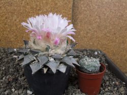 Ariocarpus furfuraceus 11 cm - 12409300