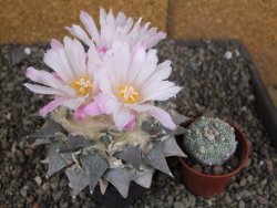 Ariocarpus furfuraceus 11 cm - 12409301