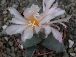 Ariocarpus retusus ? minimus El Ranchito Casilas pot 5,5 cm - 12409302