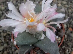 Ariocarpus retusus ? minimus El Ranchito Casilas pot 5,5 cm