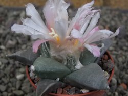 Ariocarpus retusus ? minimus El Ranchito Casilas pot 5,5 cm - 12409304