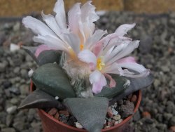 Ariocarpus retusus ? minimus El Ranchito Casilas pot 5,5 cm - 12409305