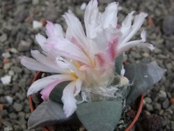 Ariocarpus retusus ? minimus El Ranchito Casilas pot 5,5 cm - 12409306