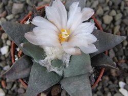 Ariocarpus retusus ? minimus El Ranchito Casilas pot 5,5 cm - 12409308