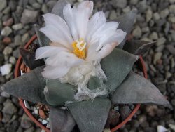 Ariocarpus retusus ? minimus El Ranchito Casilas pot 5,5 cm - 12409309