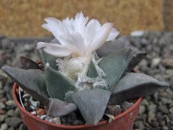 Ariocarpus retusus ? minimus El Ranchito Casilas pot 5,5 cm - 12409310