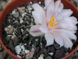 Ariocarpus kotschoubeyanus albiflorus Tula pot 5,5 cm - 12409311