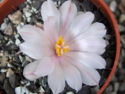 Ariocarpus kotschoubeyanus albiflorus Tula pot 5,5 cm - 12409312