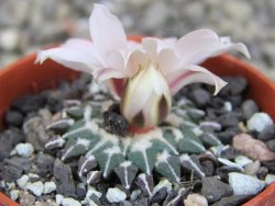 Ariocarpus kotschoubeyanus albiflorus Tula pot 5,5 cm - 12409313