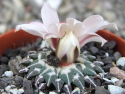 Ariocarpus kotschoubeyanus albiflorus Tula pot 5,5 cm