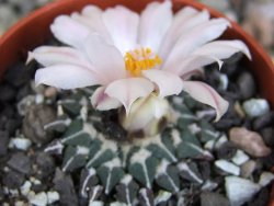 Ariocarpus kotschoubeyanus albiflorus Tula pot 5,5 cm - 12409315