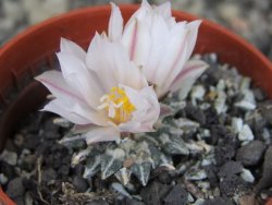Ariocarpus kotschoubeyanus albiflorus Tula pot 5,5 cm - 12409316