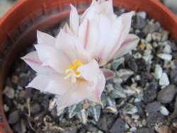 Ariocarpus kotschoubeyanus albiflorus Tula pot 5,5 cm - 12409317