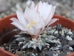 Ariocarpus kotschoubeyanus albiflorus Tula pot 5,5 cm