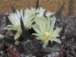 Ariocarpus trigonus elongatus San Antonio 6,5 cm