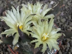 Ariocarpus trigonus elongatus San Antonio 6,5 cm - 12409329