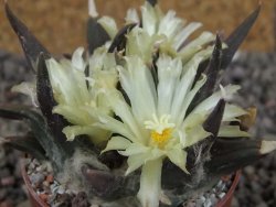 Ariocarpus trigonus elongatus San Antonio 6,5 cm - 12409330