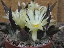 Ariocarpus trigonus elongatus San Antonio 6,5 cm - 12409331