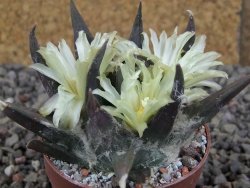 Ariocarpus trigonus elongatus San Antonio 6,5 cm - 12409332