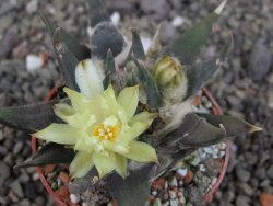 Ariocarpus trigonus elongatus San Antonio 6,5 cm
