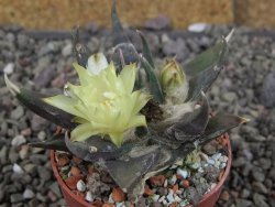 Ariocarpus trigonus elongatus San Antonio 6,5 cm - 12409334