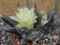 Ariocarpus trigonus elongatus San Antonio 6,5 cm - 12409335