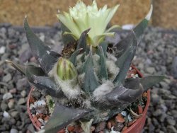 Ariocarpus trigonus elongatus San Antonio 6,5 cm - 12409336