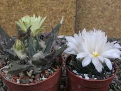 Ariocarpus trigonus elongatus San Antonio 6,5 cm - 12409337