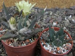 Ariocarpus trigonus elongatus San Antonio 6,5 cm - 12409338