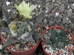 Ariocarpus trigonus elongatus San Antonio 6,5 cm - 12409339