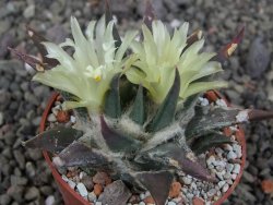 Ariocarpus trigonus elongatus San Antonio 6,5 cm - 12409340