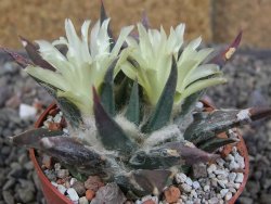 Ariocarpus trigonus elongatus San Antonio 6,5 cm