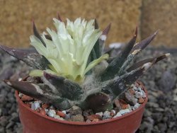 Ariocarpus trigonus elongatus San Antonio 6,5 cm - 12409342