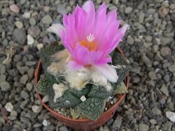 Ariocarpus lloydii Paras pot 5,5 cm