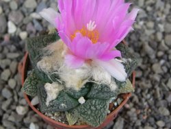 Ariocarpus lloydii Paras pot 5,5 cm - 12409357