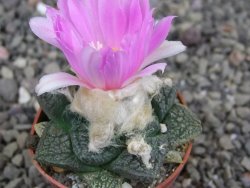 Ariocarpus lloydii Paras pot 5,5 cm - 12409358