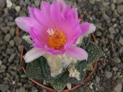 Ariocarpus lloydii Paras pot 5,5 cm - 12409359