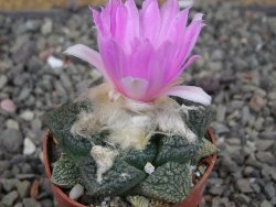 Ariocarpus lloydii Paras pot 5,5 cm - 12409360