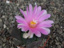 Ariocarpus lloydii Paras pot 5,5 cm - 12409368