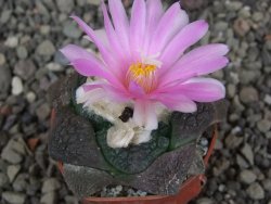 Ariocarpus lloydii Paras pot 5,5 cm