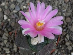 Ariocarpus lloydii Paras pot 5,5 cm - 12409370