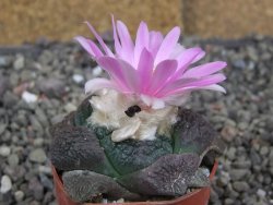 Ariocarpus lloydii Paras pot 5,5 cm - 12409371