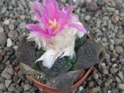 Ariocarpus lloydii Paras pot 5,5 cm - 12409372