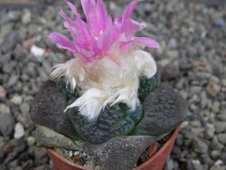 Ariocarpus lloydii Paras pot 5,5 cm - 12409373