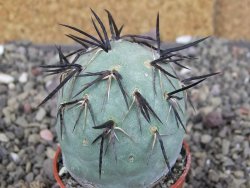 Tephrocactus geometricus, pot 5,5 cm - 12409379